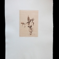 Helianthus-tuberosus-53x78
