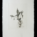 02-Helianthus-tuberosus-35x50
