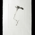 03-Solanum-tuberosum-35x50