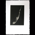 04-Leguminose-17x29