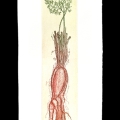 08-Daucus-carota-28x46-