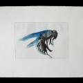 09-Hornisse-53x40