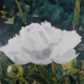 12-Pfingstrose-Aquarell-2019