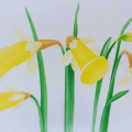 SabineStaussWouk_2013_Narzissen_200x150