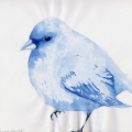 002_blaue amsel